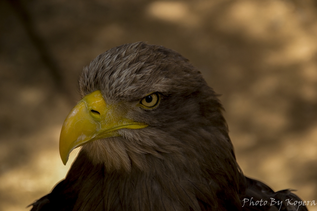 DSC_2332-2