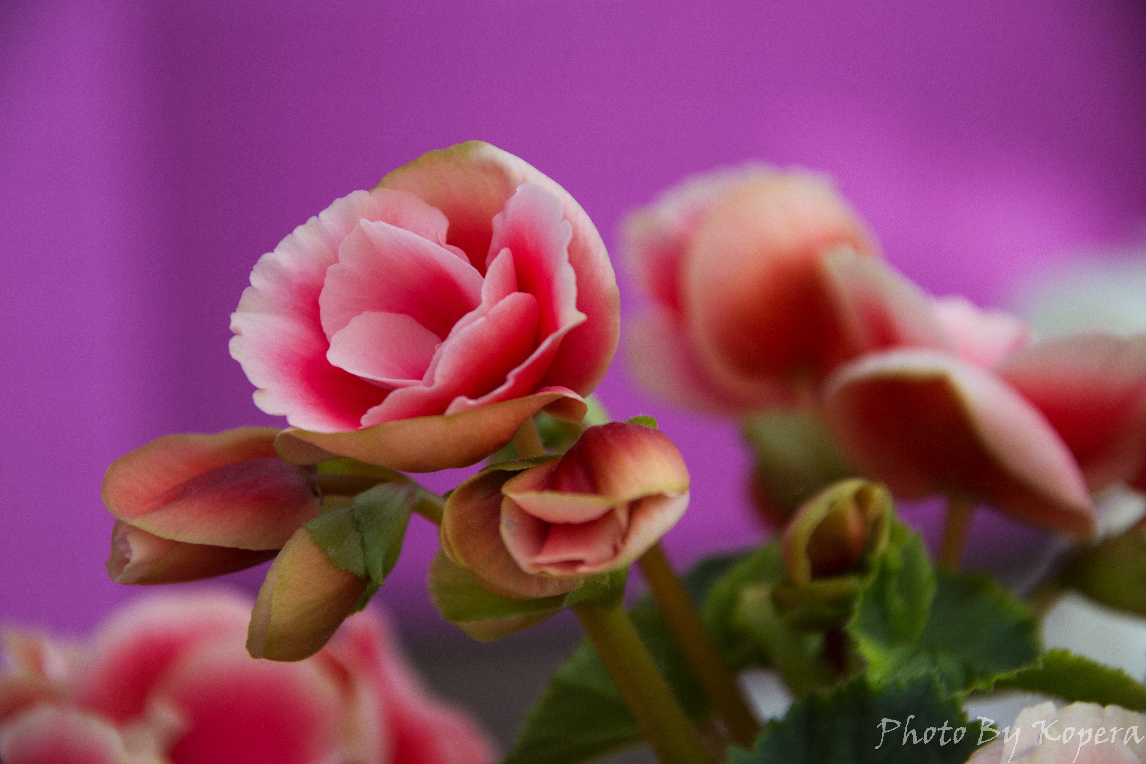 DSC_9681