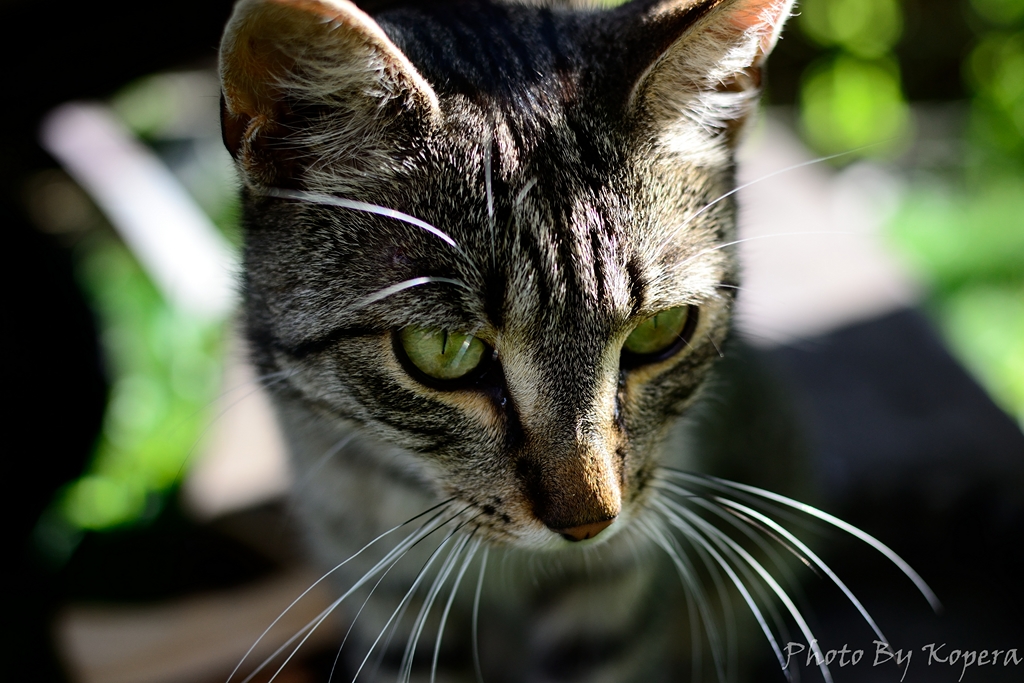 DSC_2660